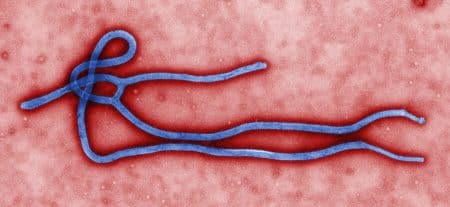 Quelqu’un a vendu ebola.com pour plus de 200 000$ Virus Ebola, Ebola.com, nom de domaine