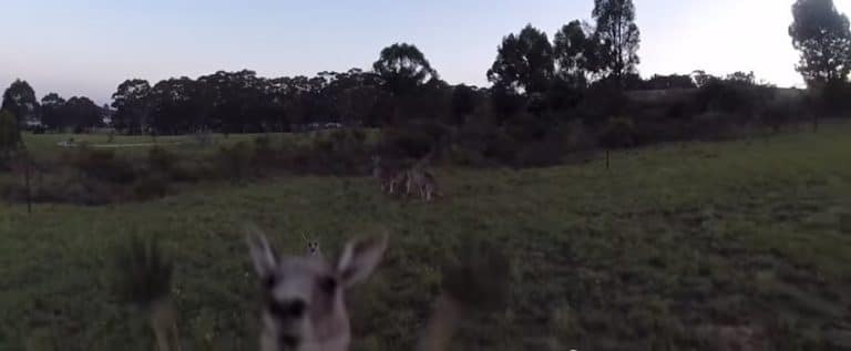 Un drone vient perturber un groupe de kangourous