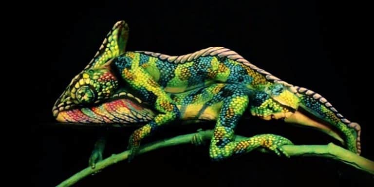 Body painting : ce caméléon n&rsquo;est pas ce que vous imaginez !