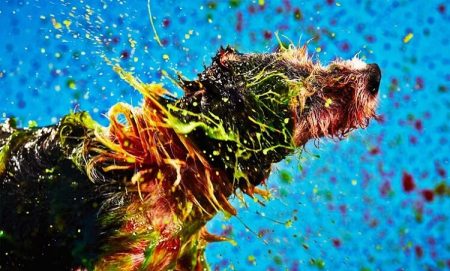 Canismo: les éclaboussures colorées de chiens en slow motion Canismo, chien peintre, oeuvre, tableau
