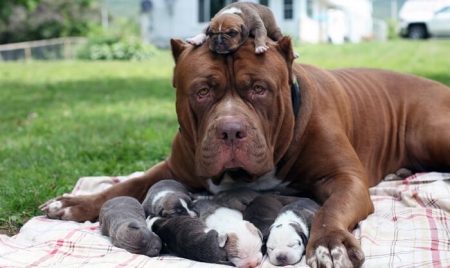 Les chiots du pitbull le plus gros du monde valent 450.000€ hulk, pitbull le plus gros du monde, chiots prix
