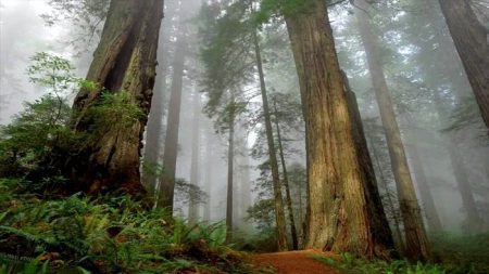 20 chansons écolos qui chantent la planète chansonsn nature, écologie