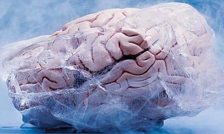 Cryoconservation: un cerveau de lapin préservé avec succès Cryoconservation, Cerveau, Lapin