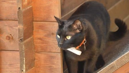 Un chat portant le Weenect Pets
