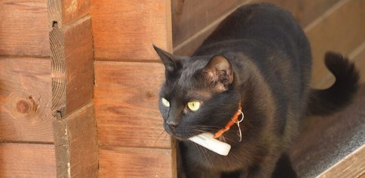 Un chat portant le Weenect Pets