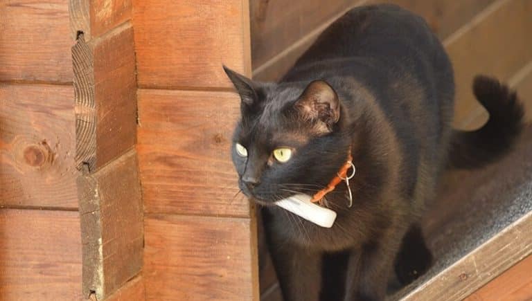 Weenect Pets, la balise GPS pour surveiller votre animal de compagnie