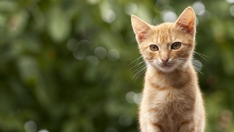 Des GPS installés sur des chats pour comprendre leur déplacement la nuit