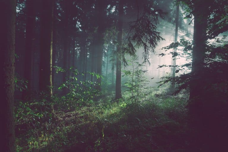 Instagram alerte désormais les utilisateurs sur l’exploitation de la nature