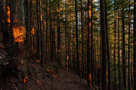 L’application Waze dirige les utilisateurs vers les feux de forêt de Californie GPS