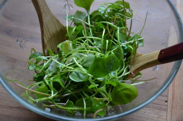 Japon : découvrez la première usine à salades du monde !