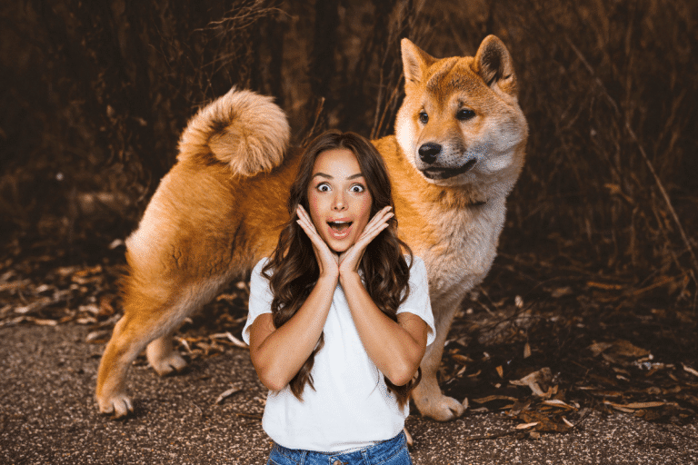 Découvrez les secrets cachés des shibas inu, ces mèmes très populaires