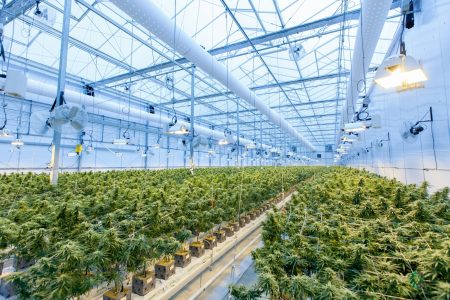 Découvrez pourquoi la vente de graines de cannabis explose en ligne green plants on white metal frame