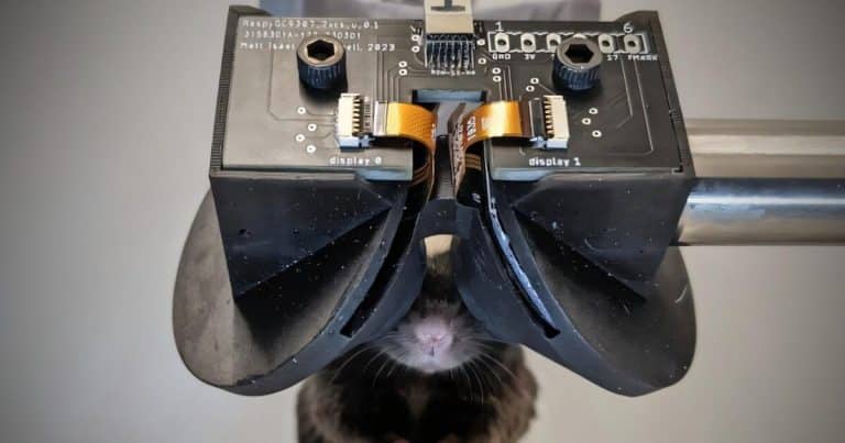 Cette innovation virtuelle bouleverse la recherche sur Alzheimer en plongeant les souris dans un monde immersif