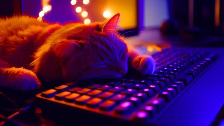 Pourquoi les chats adorent-ils nous interrompre quand on joue sur PC ? La science vient de découvrir la raison…et cela va vous surprendre