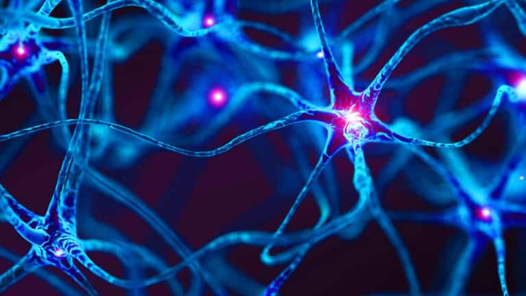 « Le cerveau brouille les pistes » : notre système de navigation interne cartographie l’espace avec du hasard plutôt que de l’ordre