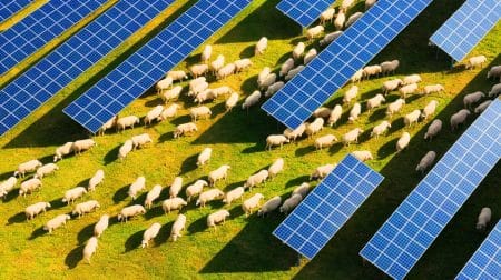 « Électrisés par le soleil » : ces 1700 moutons révèlent des secrets fascinants en passant entre ces panneaux solaires révolutionnaires