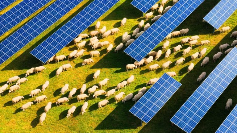 1700 moutons sous des panneaux solaires : cette étude scientifique révèle un effet inattendu sur ces animaux et l’énergie verte