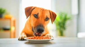 « Nous dévoilons la vérité » : la mystérieuse obsession alimentaire des chiens enfin élucidée par les scientifiques anglais, un secret terrifiant exposé au grand jour