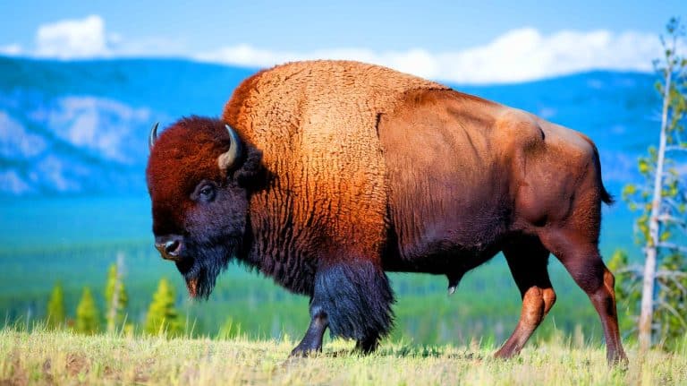 Les bisons de Yellowstone ne forment plus qu’un seul super-troupeau : une mutation génétique spectaculaire bouleverse la stratégie mondiale de conservation animale