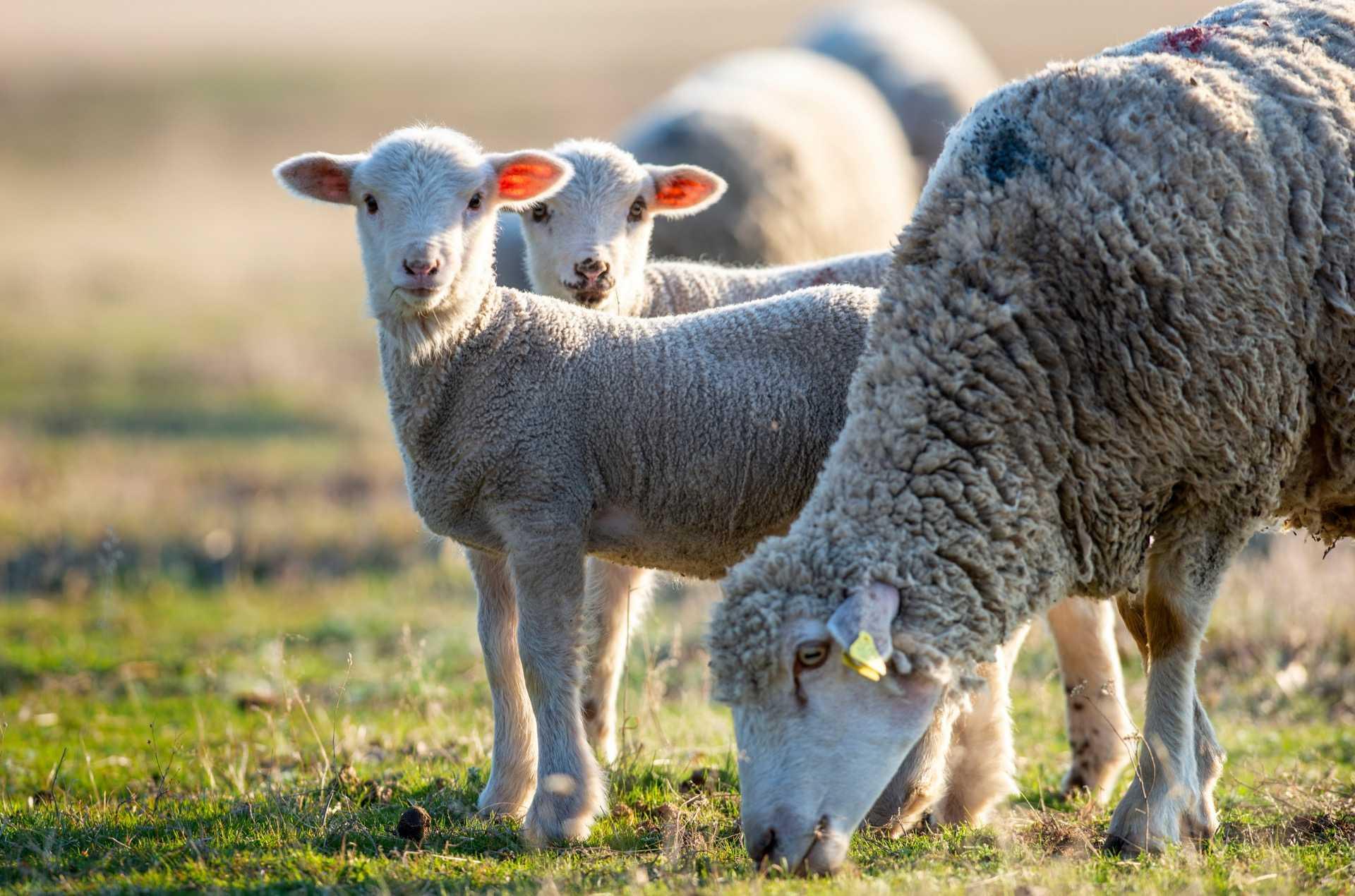 Un cas de grippe aviaire a été détecté chez un mouton, suscitant des inquiétudes croissantes quant à la possibilité pour le virus H5N1 de s'étendre à d'autres espèces. © tutye, Adobe Stock