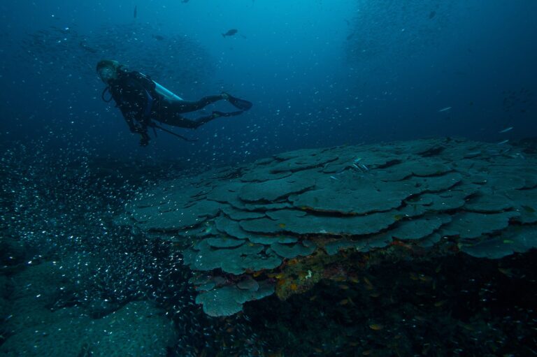 Une avancée scientifique bouleversante : des super-coraux résistants à la chaleur pourraient préserver ces écosystèmes marins de l&rsquo;effondrement total