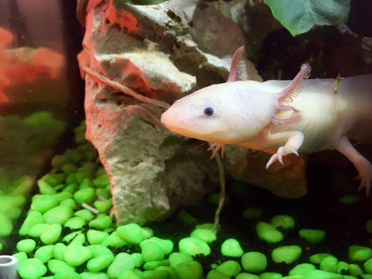 Des scientifiques affirment : « L&rsquo;axolotl nous apprend à régénérer nos membres amputés » mais cela pourrait-il vraiment sauver des millions de vies humaines dès 2030 ?