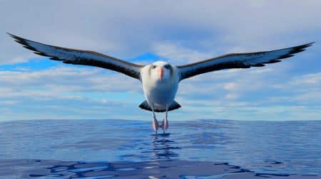 « Des ailes de plus de 3 mètres » : les albatros géants fascinent par leurs vols infinis au-dessus des océans Illustration de certains des plus grands oiseaux de la planète, tels que l'autruche et le marabout.