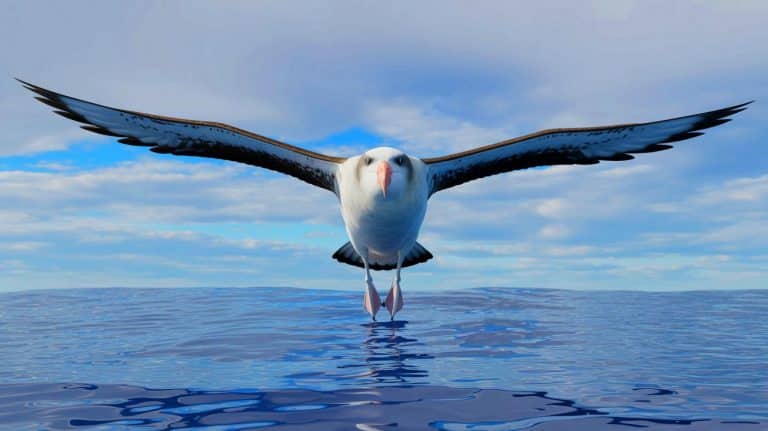 « Des ailes de plus de 3 mètres » : les albatros géants fascinent par leurs vols infinis au-dessus des océans