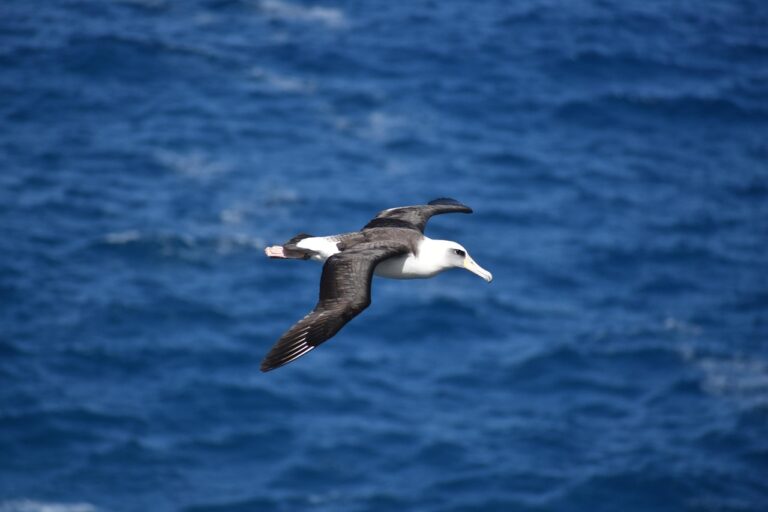 « Des ailes de plus de 3 mètres » : les albatros géants fascinent par leurs vols infinis au-dessus des océans