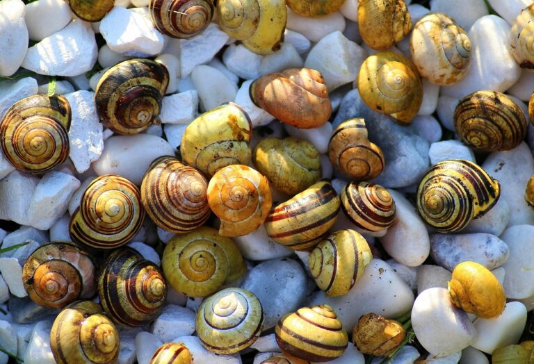 « Des coquillages aux galaxies, la suite de Fibonacci semble partout » : un ordre mathématique qui émerveille depuis des siècles