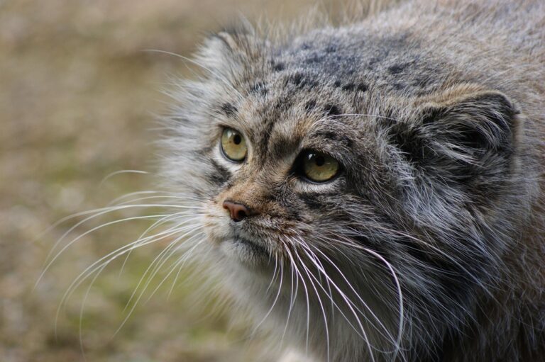 « Le chat de Pallas, maître du camouflage » : ce félin ancestral disparaît dans les steppes glacées grâce à une fourrure unique au monde