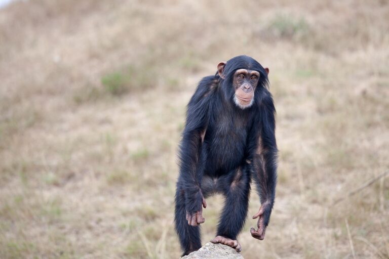 Les chimpanzés révèlent une rationalité inattendue en traitant des preuves contradictoires : une leçon pour l&rsquo;humanité
