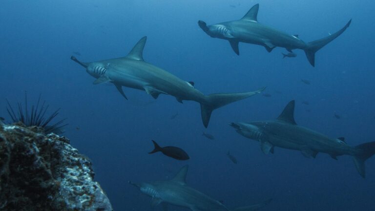 Les requins et raies protégés : un pas décisif pour freiner le commerce international et préserver la biodiversité