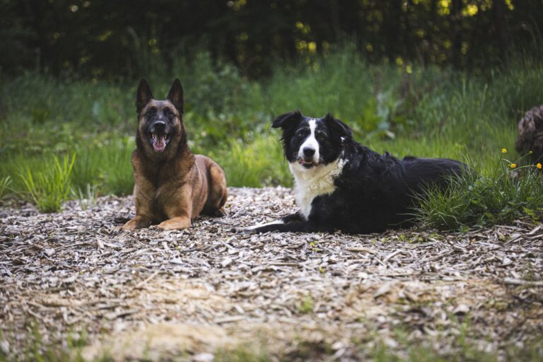 Les tests ADN : Pourquoi ne peuvent-ils pas expliquer le comportement surprenant de votre chien ?